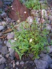 Epilobium anagallidifolium
