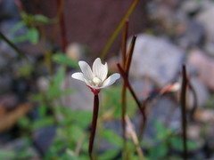 Epilobium anagallidifolium