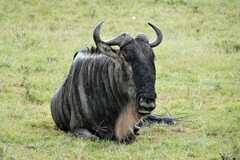 Connochaetes taurinus mearnsi