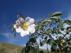 Rosa montana