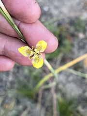 Moraea bellendenii