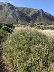 Ehrharta villosa
