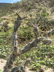 Cylindropuntia molesta
