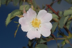 Rosa montana