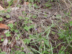 Verbena canescens