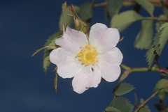 Rosa montana