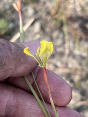 Moraea bellendenii