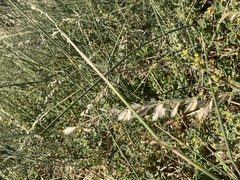Ehrharta villosa