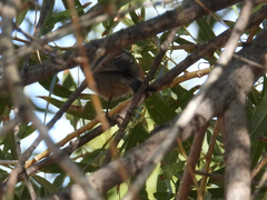 Psaltriparus minimus