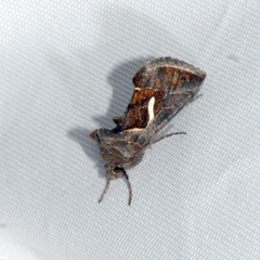 Macdunnoughia confusa