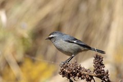 Conirostrum cinereum