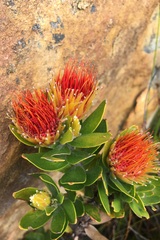 Leucospermum oleifolium