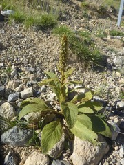 Verbascum thapsus montanum