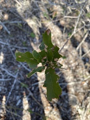 Quercus sinuata