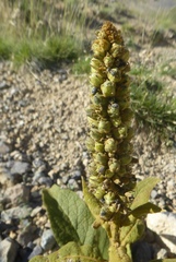 Verbascum thapsus montanum