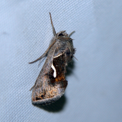 Macdunnoughia confusa