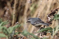Conirostrum cinereum