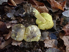 Tricholoma frondosae
