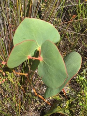 Protea cordata