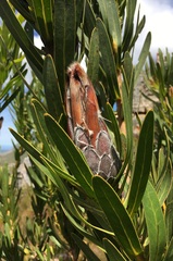 Protea lepidocarpodendron
