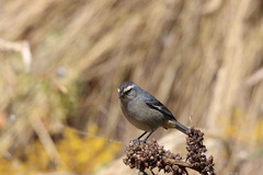 Conirostrum cinereum