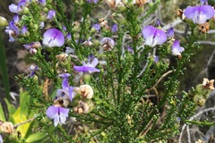 Psoralea
