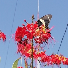 Papilio garamas garamas