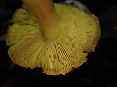 Tricholoma frondosae
