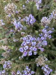 Aspalathus cephalotes