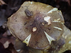 Tricholoma frondosae