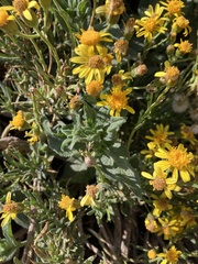 Senecio clivicola