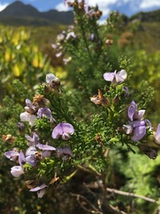 Psoralea