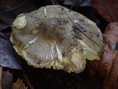 Tricholoma frondosae