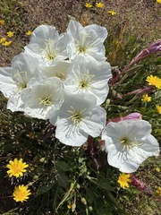 Oenothera acaulis
