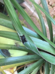 Phobetron hipparchia