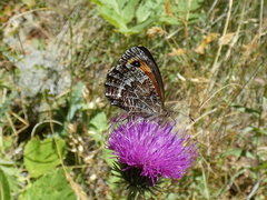 Erebia montanus