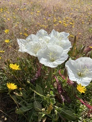 Oenothera acaulis