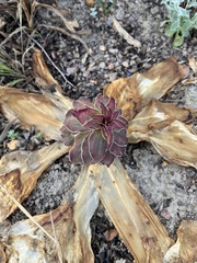 Eucomis regia