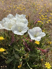 Oenothera acaulis