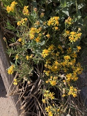 Senecio clivicola