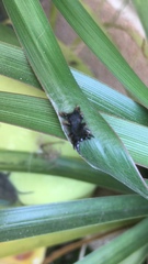 Phobetron hipparchia