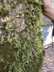 Porella platyphylla