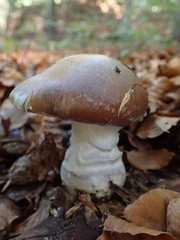 Cortinarius praestans