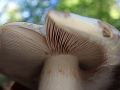 Cortinarius praestans