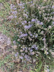 Aspalathus cephalotes