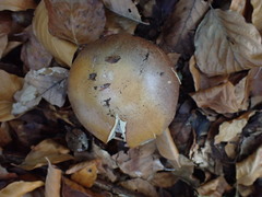 Cortinarius praestans