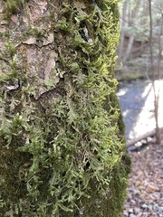 Porella platyphylla
