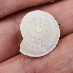Sphincterochila otthiana