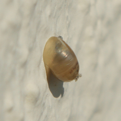 Vitrina pellucida