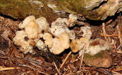 Sebacina sparassoidea